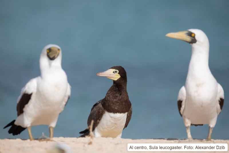 Realizan estudio de aves marinas en Parque Nacional Arrecife Alacranes
