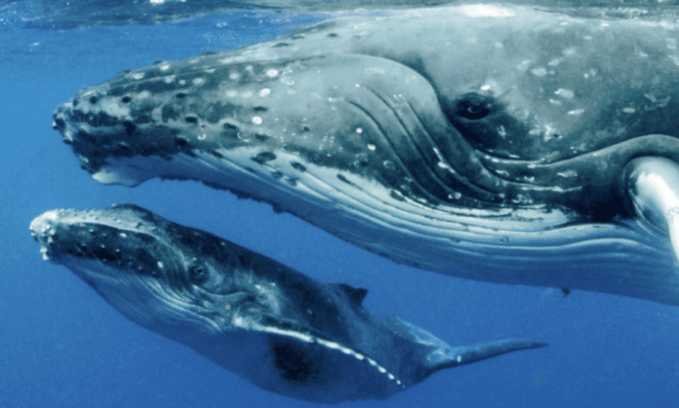 Oceana presenta informe para proteger ballenas y tortugas en ANP mexicanas