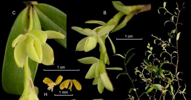 Descubren 20 nuevas especies de orquídeas en  Costa Rica