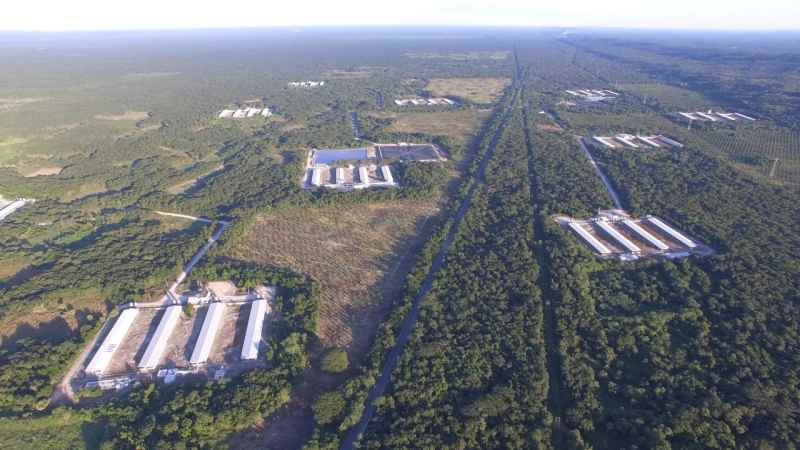 En suspensión la granja porcícola de Homún