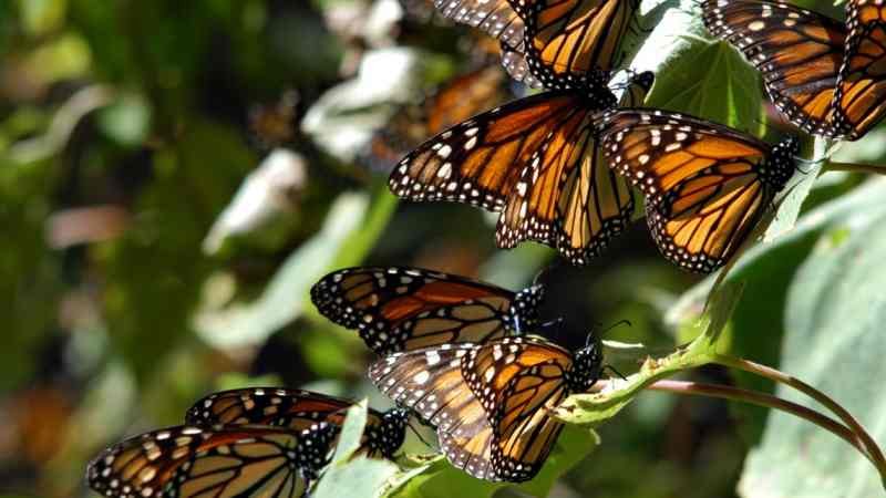 En Peligro la mariposa monarca según la Lista Roja de la UICN