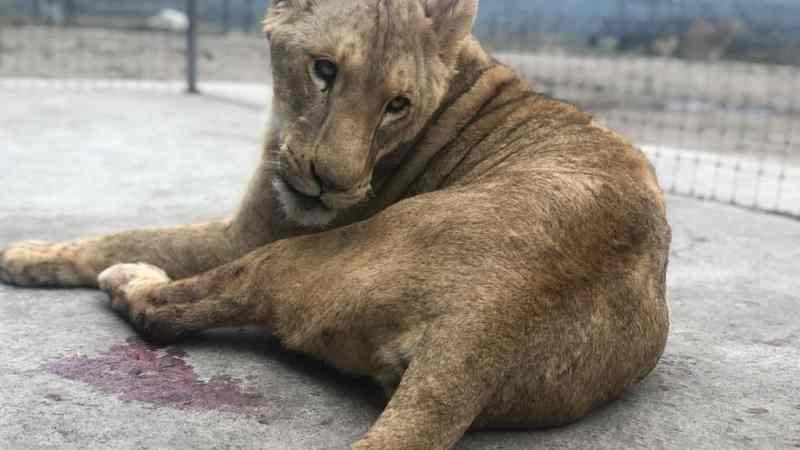 Muere leona en BJWT; exige AZCARM acciones inmediatas a las autoridades