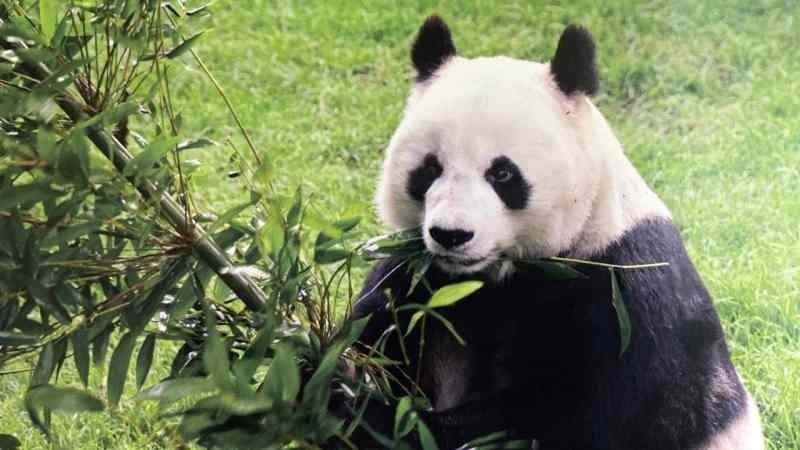 Murió Shuan Shuan, el panda gigante del Zoo de Chapultepec 