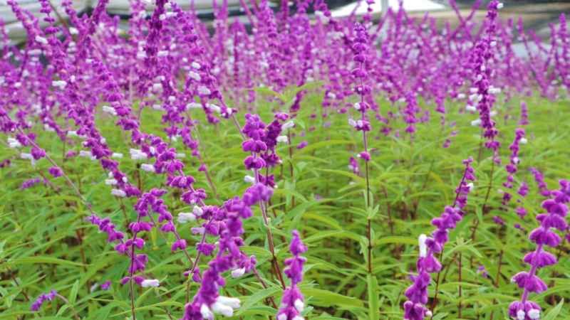 Reforma se llena de color y aroma con el Festival Flores de Otoño