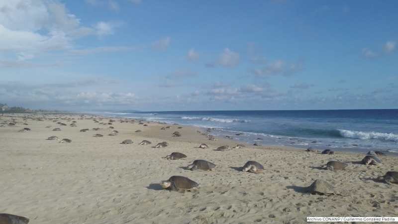 Más de 900 mil tortugas golfina han llegado a Oaxaca esta temporada