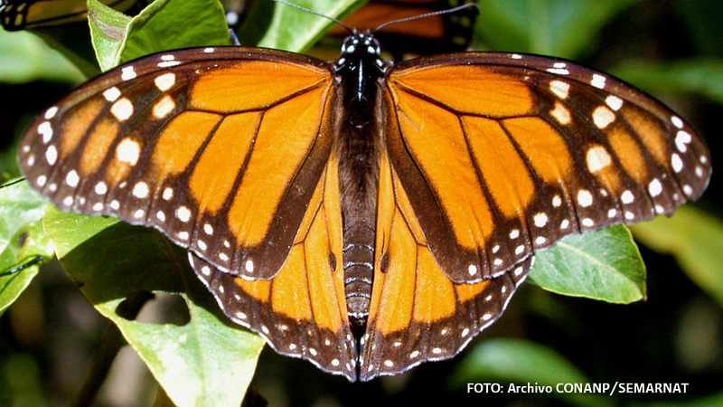 Inicia la temporada de mariposa Monarca en México
