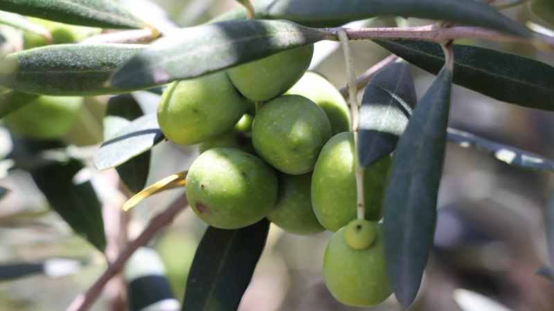 CDMX producirá olivo en suelo de conservación