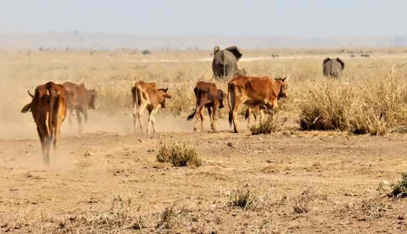 Sequías en Kenia