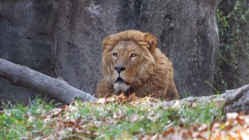Recuperan de manera exitosa leones abandonados en el Ajusco