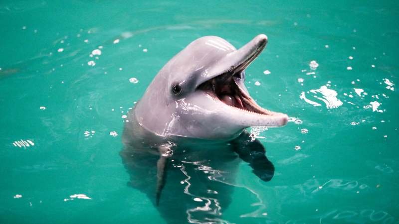 Bahrein libera delfines en peligro de extinción del cautiverio ilegal