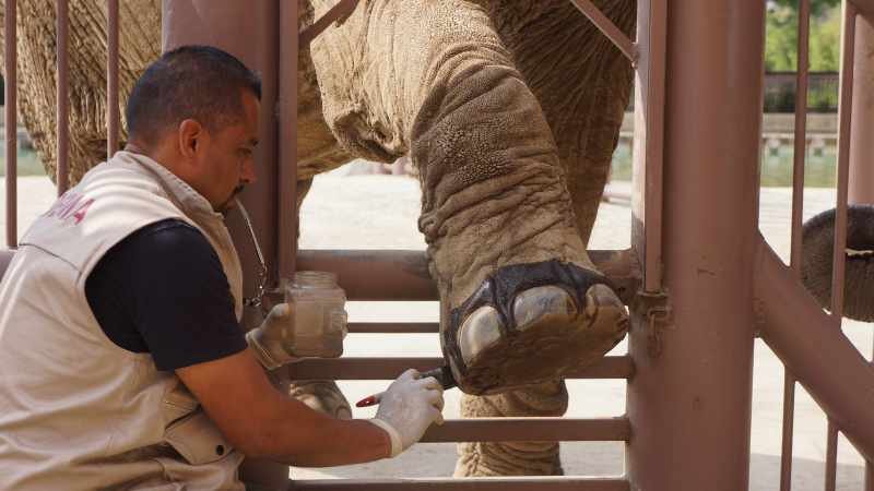 Elefanta Ely. Resuelve Juez a favor de la permanencia en del Zoo Aragón