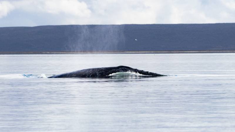 Contabilizan mil 364 ballenas gris en la Reserva de la Biosfera El Vizcaíno 