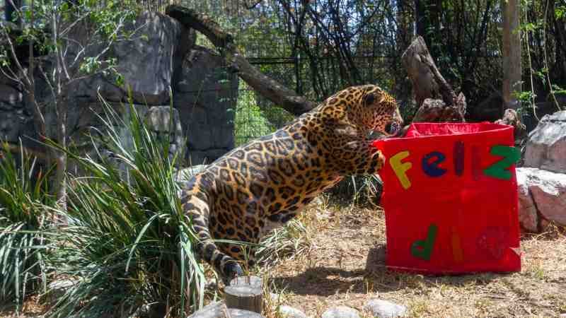 Celebró Sedema Día del jaguar en Ciudad de México