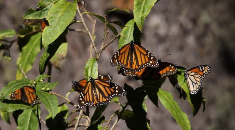 Fortalecen la cooperación para conservar a la Mariposa Monarca