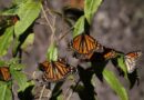 Fortalecen la cooperación para conservar a la Mariposa Monarca