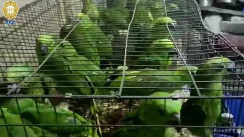 Autoridades aseguraron más de mil 500 aves en Iztapalapa