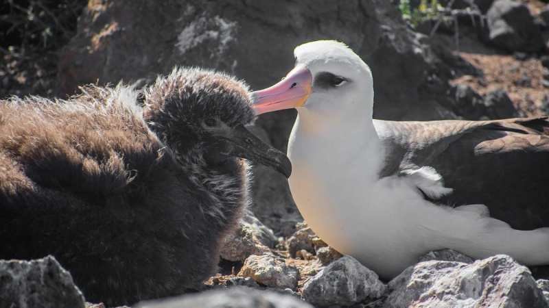 Aumenta anidación de albatros patas negras en la Reserva de la Biosfera Isla Guadalupe