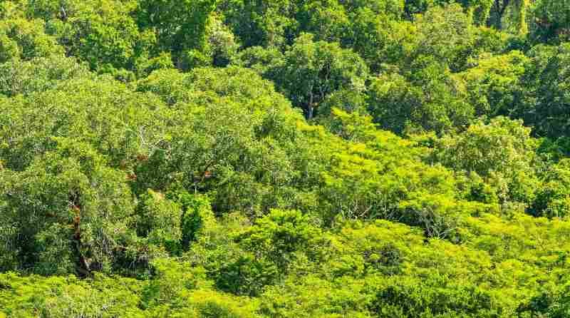 Pide Greenpeace detener megaproyecto hotelero en la Selva Maya 