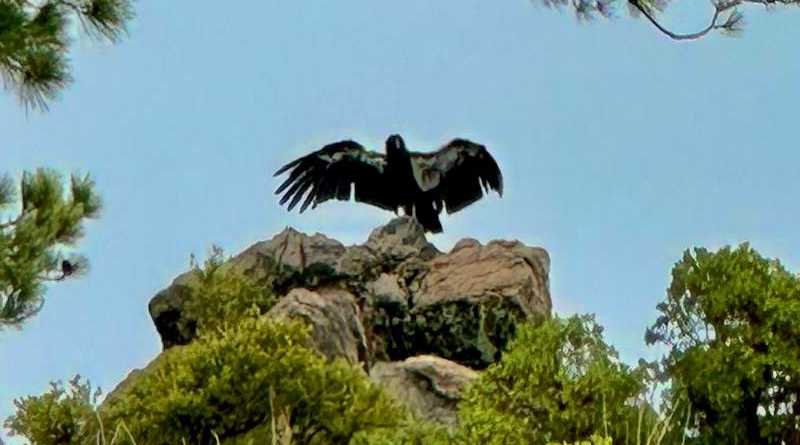 Reintroducen dos cóndores de California nacidos en Chapultepec