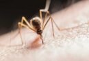 Evalúan el uso de Flavocide, un bioinsecticida para mosquitos