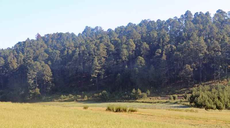 plataforma de gestión forestal