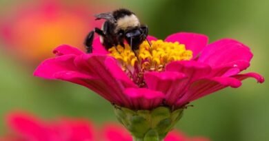 Polinizadores, su importancia para la naturaleza y la economía