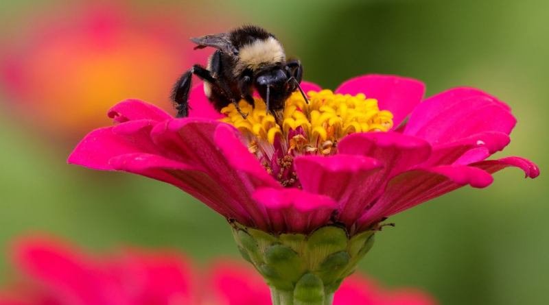 Polinizadores, su importancia para la naturaleza y la economía