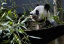 FedEx Panda Express transportó seis pandas gigantes entre China y EU