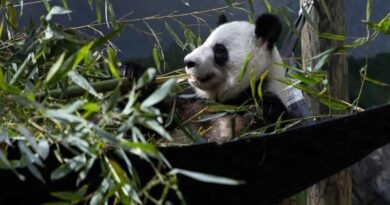 FedEx Panda Express transportó seis pandas gigantes entre China y EU