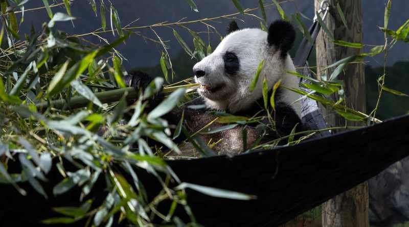 FedEx Panda Express