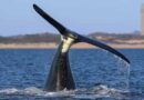 Tras años en descenso, se estabiliza población de ballenas francas del Atlántico norte