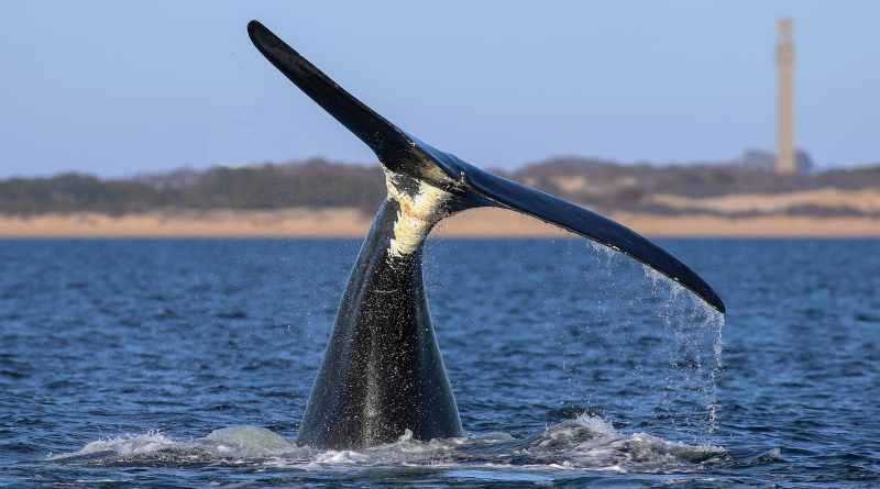 Tras años en descenso se estabiliza la población de ballenas francas del Atlántico norte