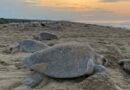 Más de 625 mil tortugas golfinas arriban a Playa Escobilla