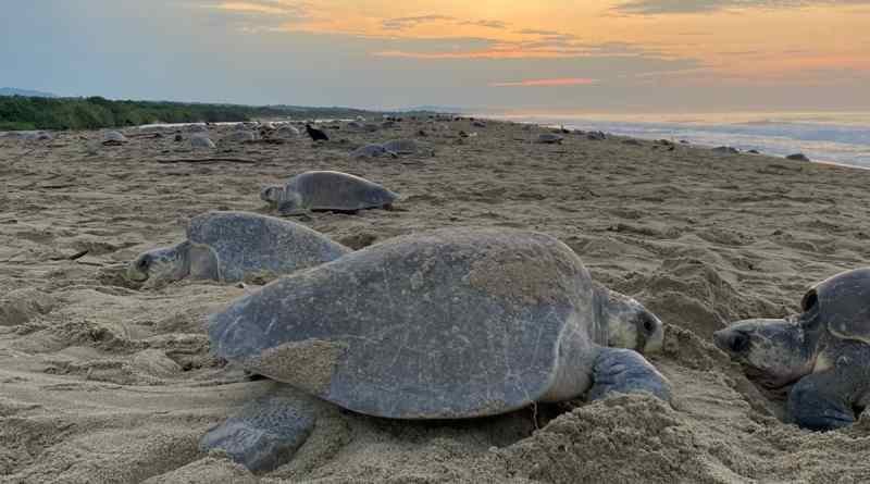 Más de 625 mil tortugas golfinas arriban a Playa Escobilla