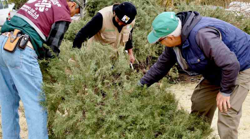 árboles de Navidad