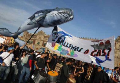 Por las ballenas, piden frenar el megaproyecto Saguaro