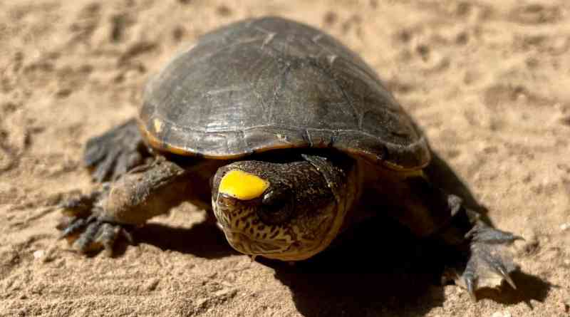 tortuga casquito