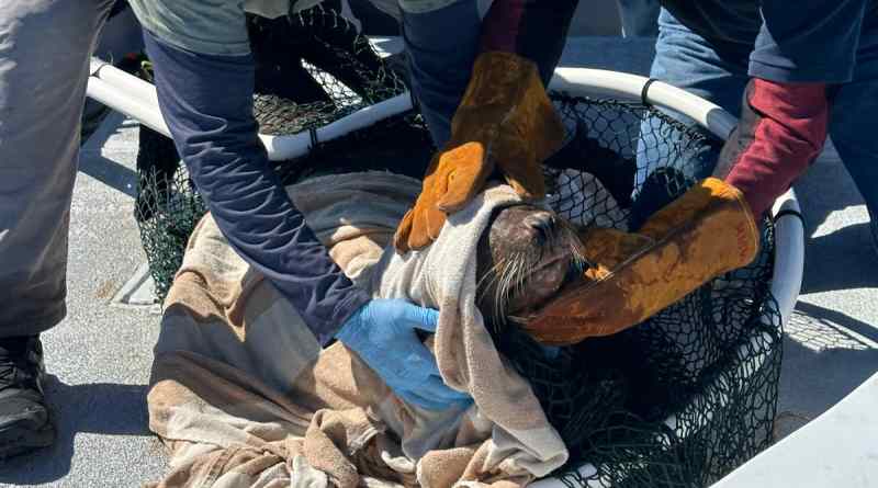 Profepa rescata lobos marinos en BCS y asegura loro en Mazatlán