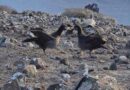 Retornan albatros patas negras a la Reserva de la Biosfera Isla Guadalupe