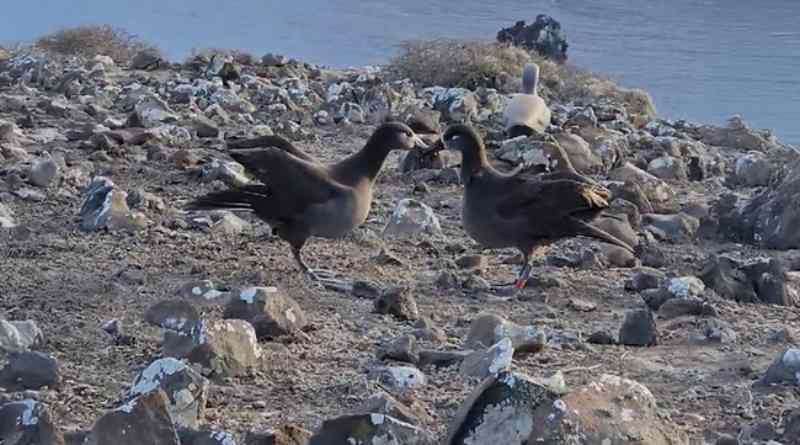 Retornan albatros patas negras a la Reserva de la Biosfera Isla Guadalupe