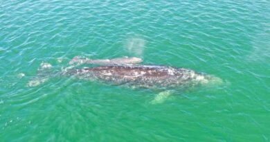 Temporada de Ballenas. Registra Conanp 318 cetáceos en la Laguna Ojo de Liebre 