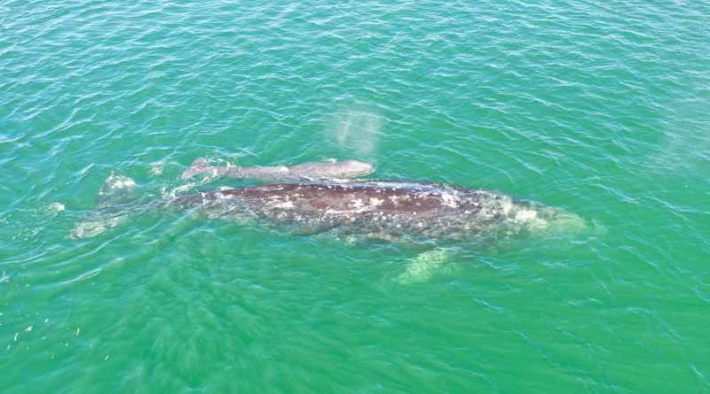 Temporada de Ballenas. Registra Conanp 318 cetáceos en la Laguna Ojo de Liebre 