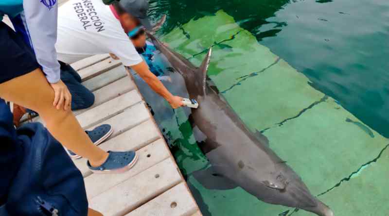 Video revive las controversia sobre el manejo de delfines