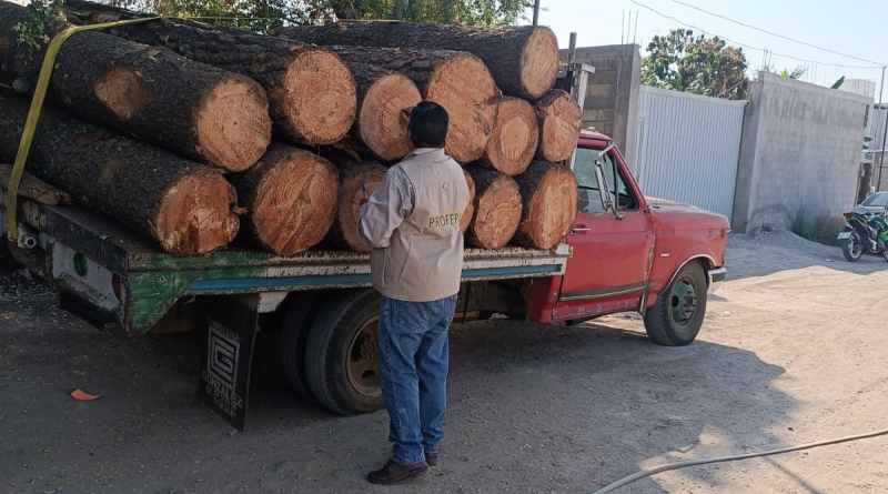 Aseguran vehículo y madera en el Bosque de Agua y clausuran obras en La Malinche