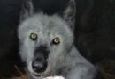 Europa reduce la protección del lobo y genera preocupación