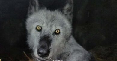 Europa reduce la protección del lobo y genera preocupación